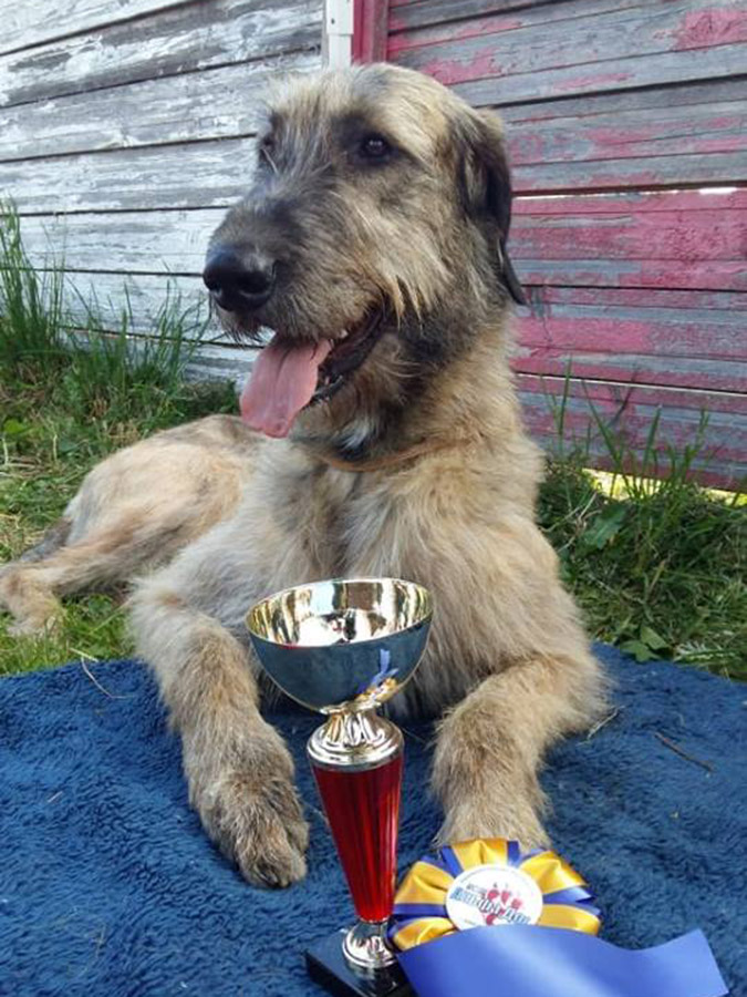 Irish Wolfhound. Kennel Tsarskaja Prihot