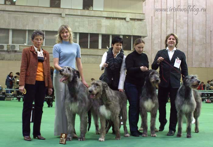 Irish Wolfhound. Kennel Tsarskaja Prihot