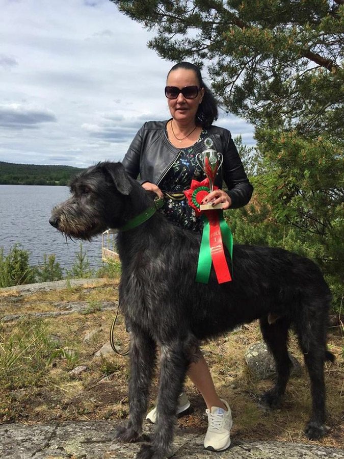 Irish Wolfhound. Kennel Tsarskaja Prihot