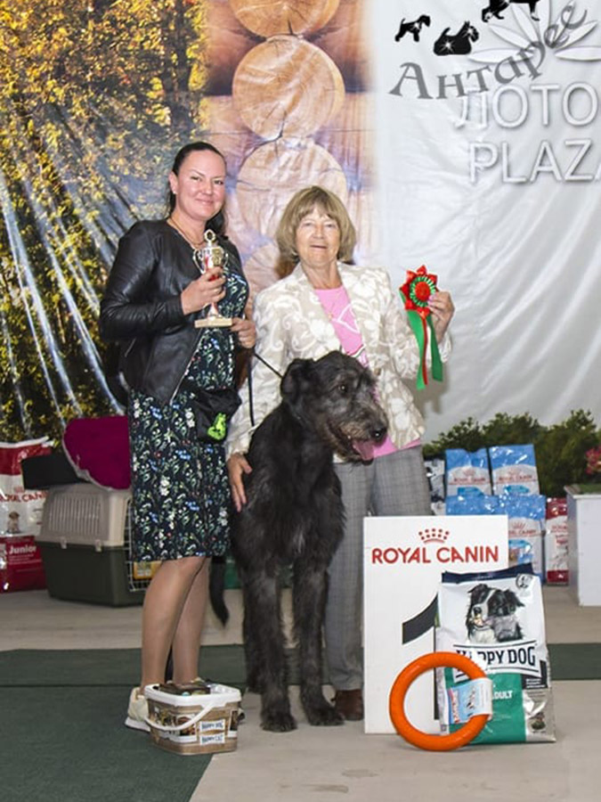 Irish Wolfhound. Kennel Tsarskaja Prihot