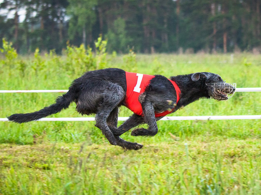 Irish Wolfhound. Kennel Tsarskaja Prihot