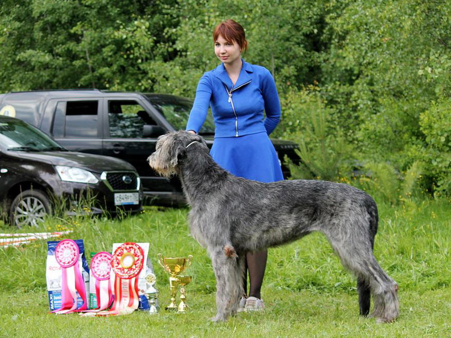 Irish Wolfhound. Kennel Tsarskaja Prihot