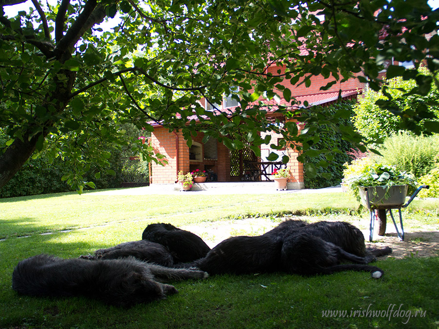 Irish Wolfhound. Kennel Tsarskaja Prihot