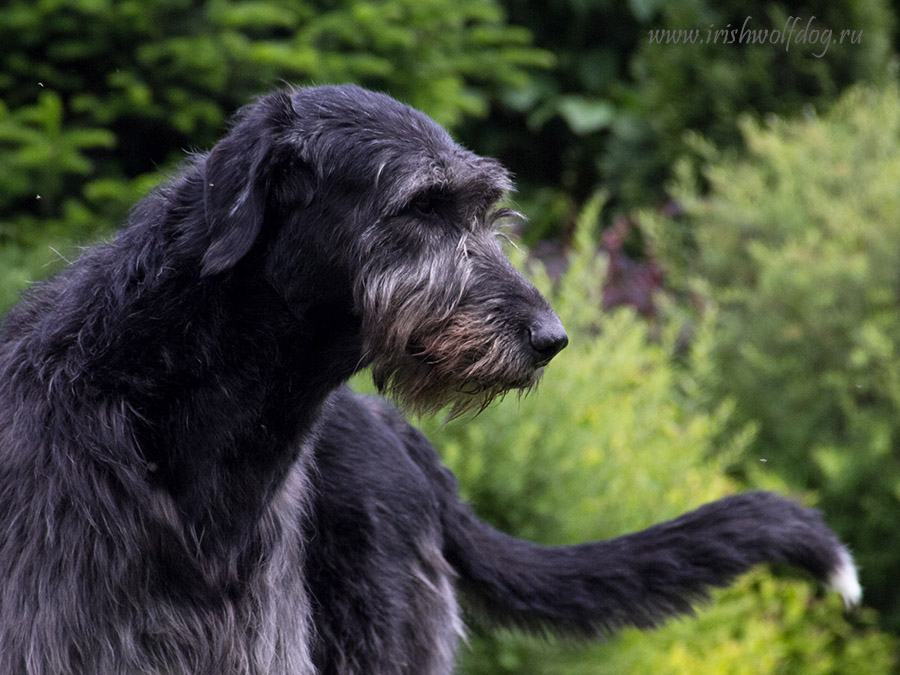 Irish Wolfhound. Kennel Tsarskaja Prihot