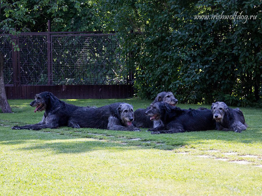 Irish Wolfhound. Kennel Tsarskaja Prihot