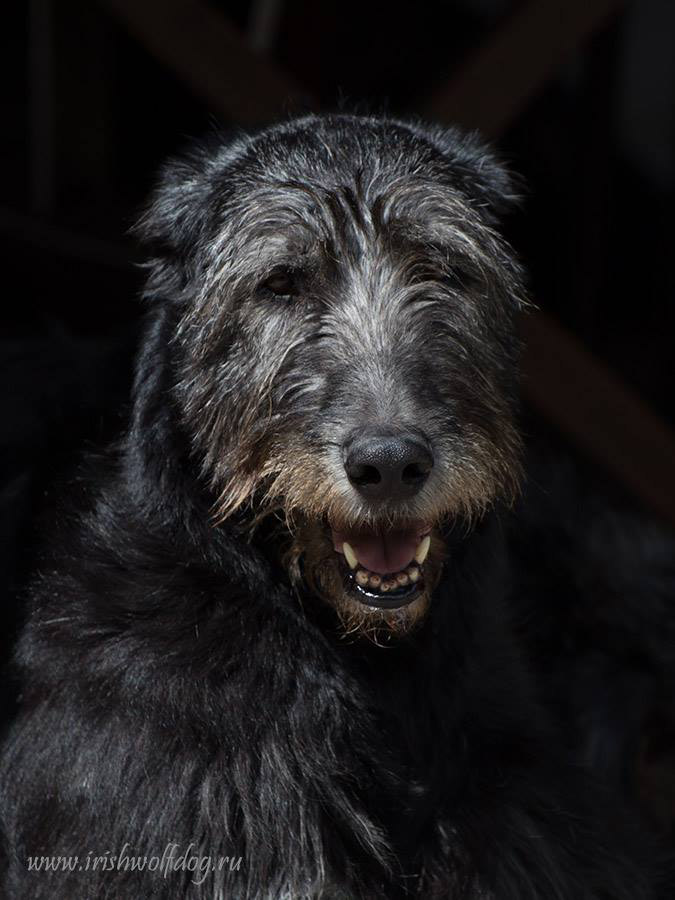 Irish Wolfhound. Kennel Tsarskaja Prihot