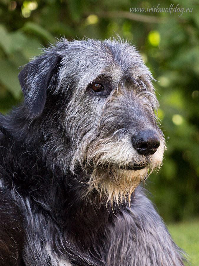 Irish Wolfhound. Kennel Tsarskaja Prihot