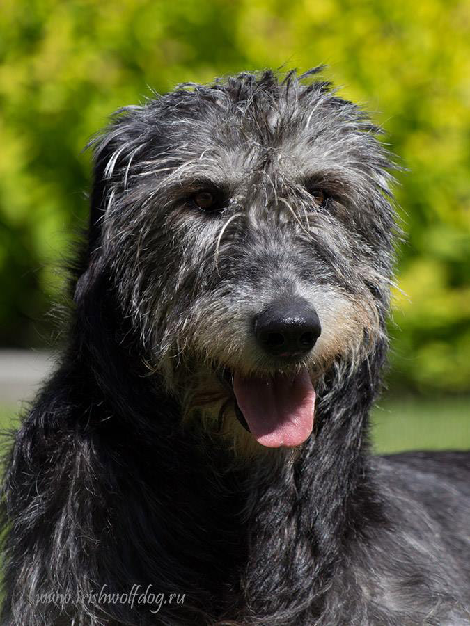 Irish Wolfhound. Kennel Tsarskaja Prihot