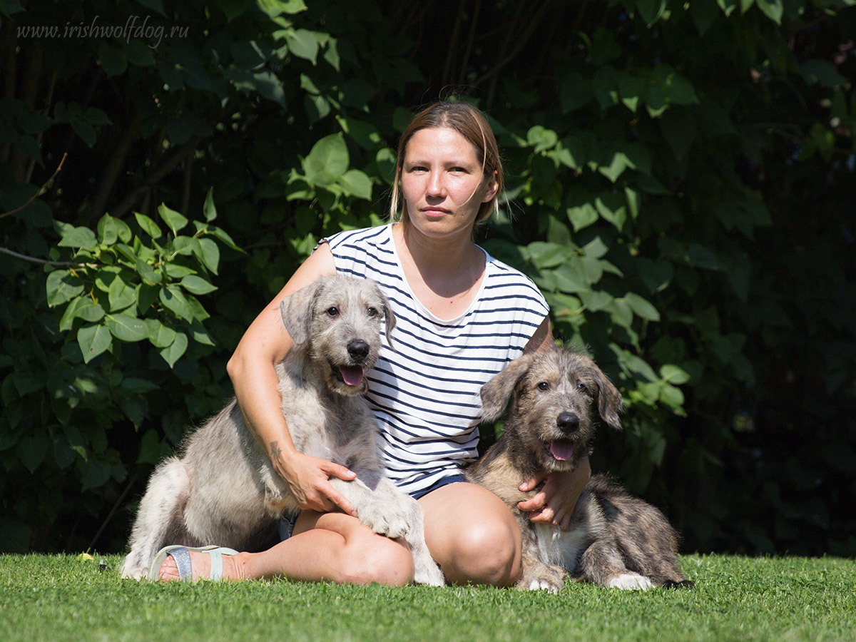 Irish Wolfhound. Kennel Tsarskaja Prihot