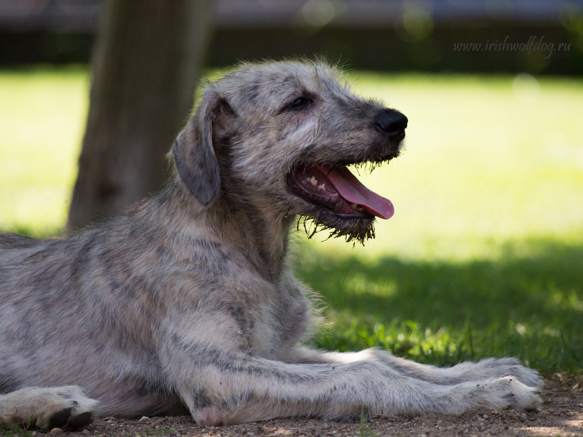 Irish Wolfhound. Kennel Tsarskaja Prihot