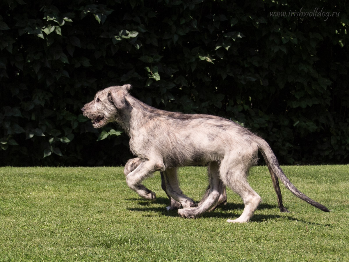 Irish Wolfhound. Kennel Tsarskaja Prihot