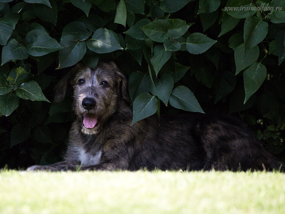 Irish Wolfhound. Kennel Tsarskaja Prihot