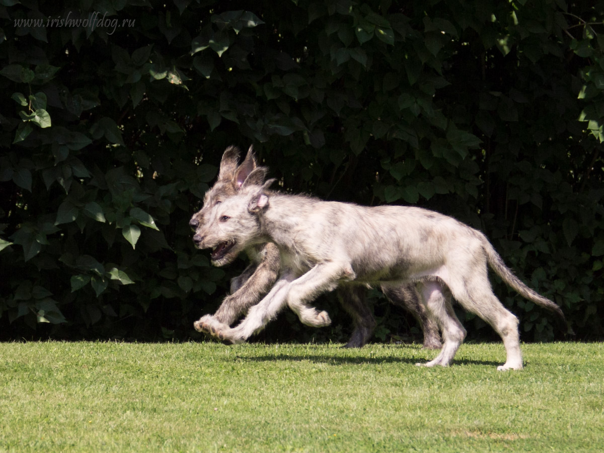 Irish Wolfhound. Kennel Tsarskaja Prihot