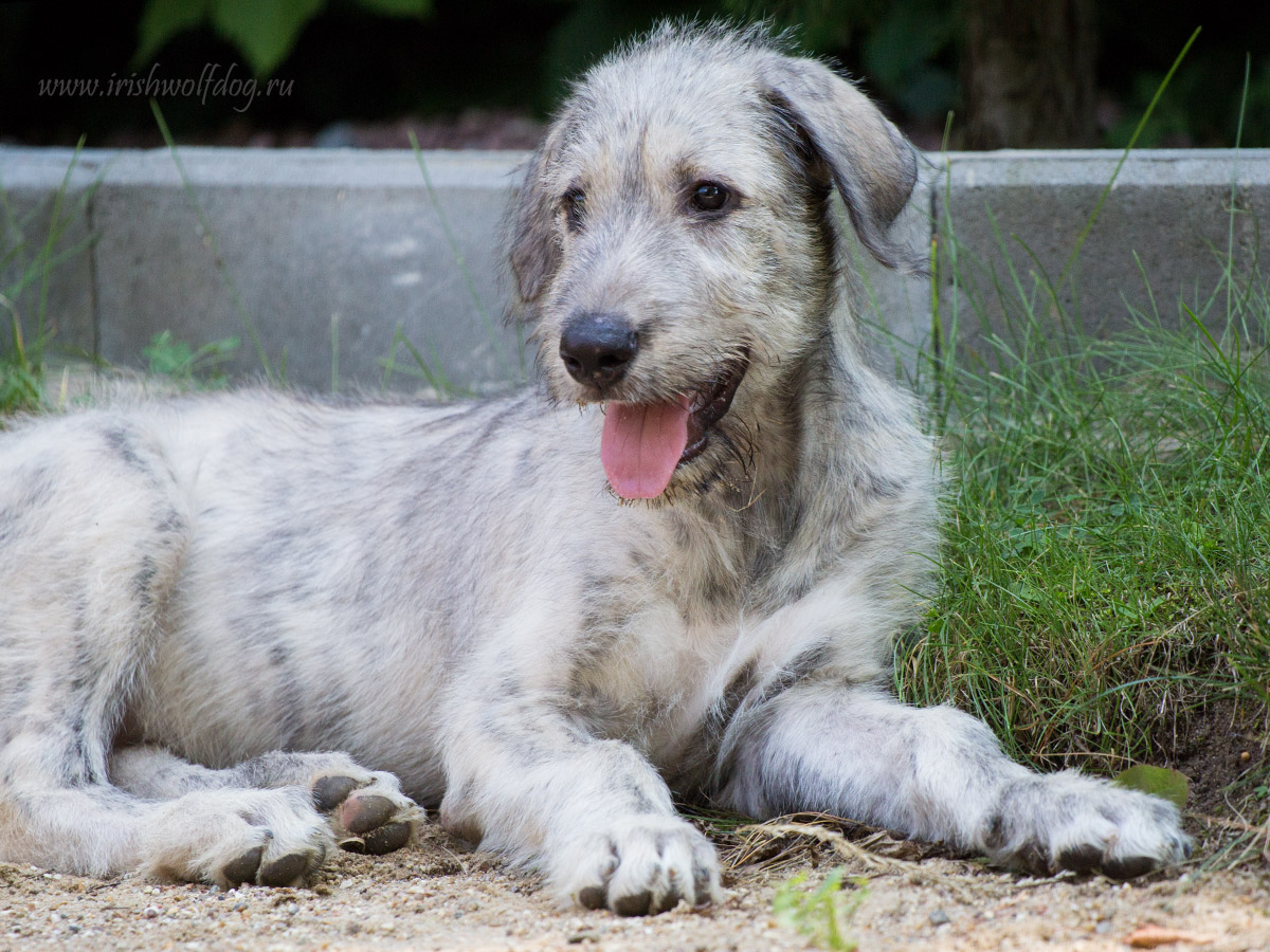 Irish Wolfhound. Kennel Tsarskaja Prihot