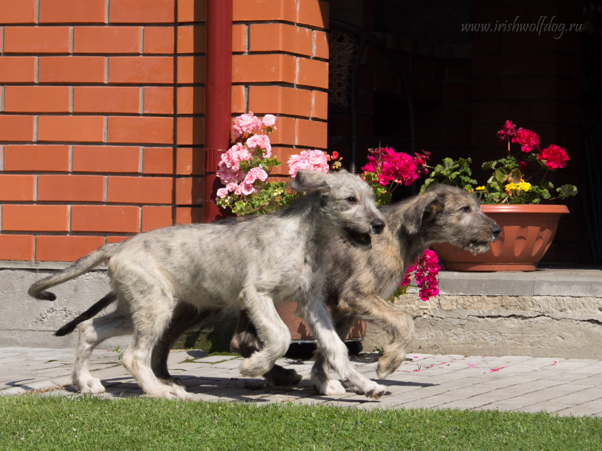 Irish Wolfhound. Kennel Tsarskaja Prihot