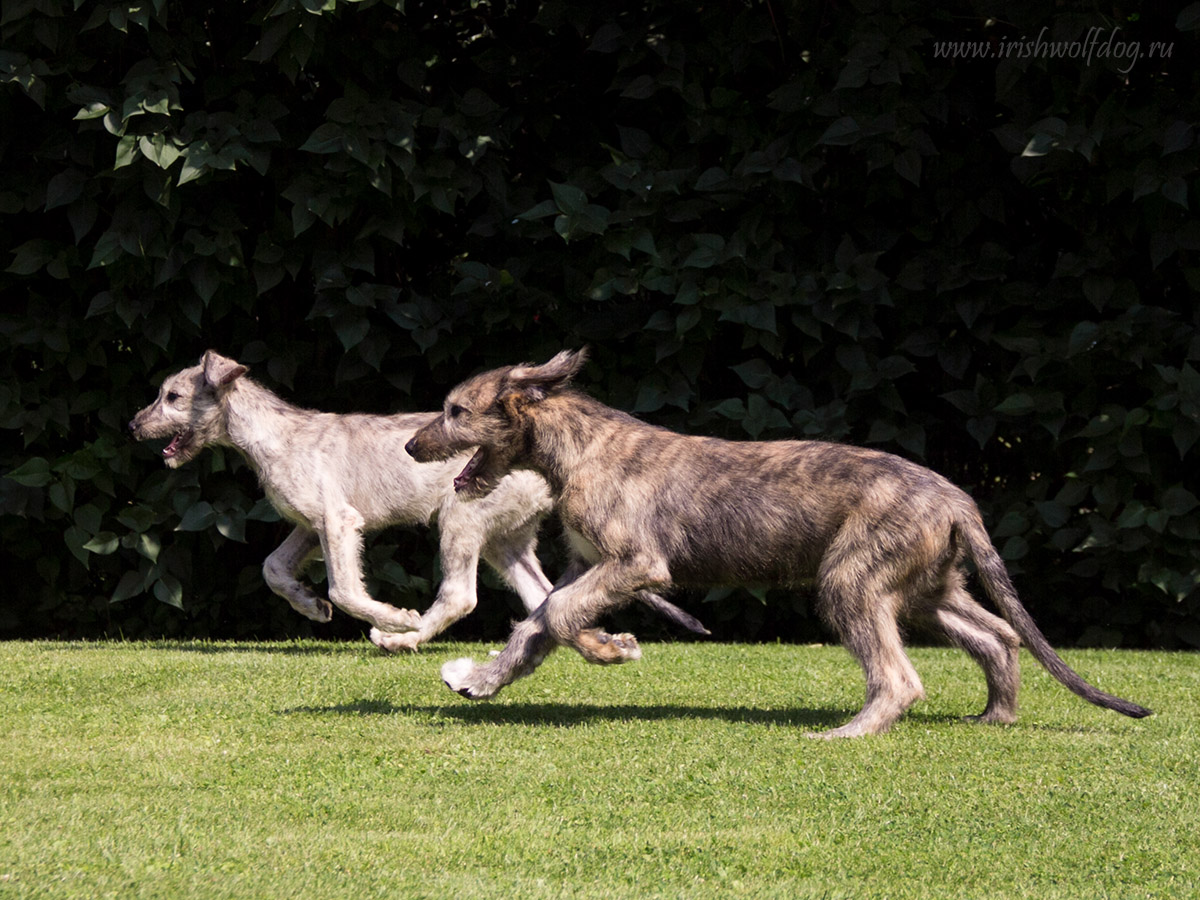 Irish Wolfhound. Kennel Tsarskaja Prihot