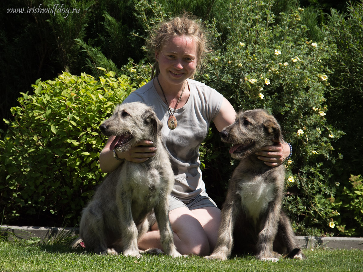 Irish Wolfhound. Kennel Tsarskaja Prihot