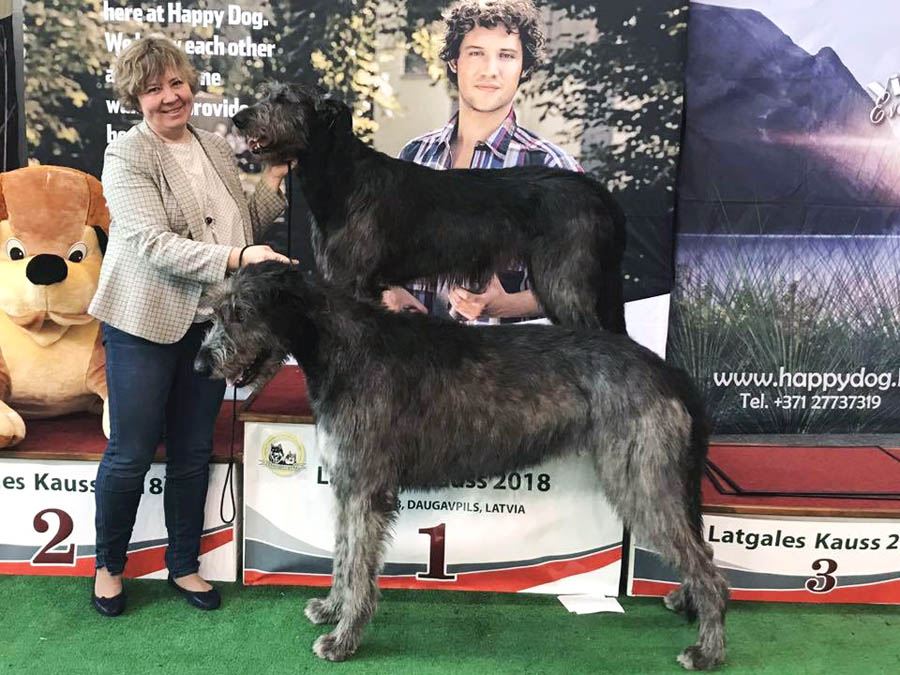 Irish Wolfhound. Kennel Tsarskaja Prihot