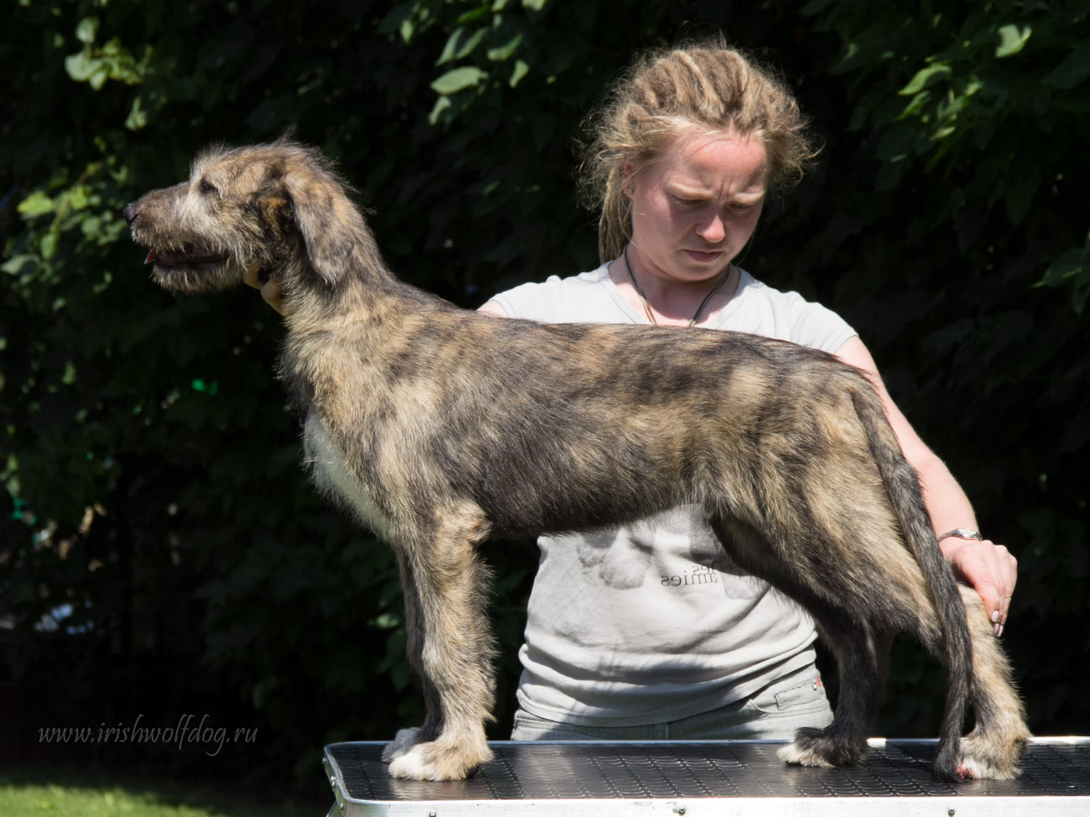 Irish Wolfhound. Kennel Tsarskaja Prihot