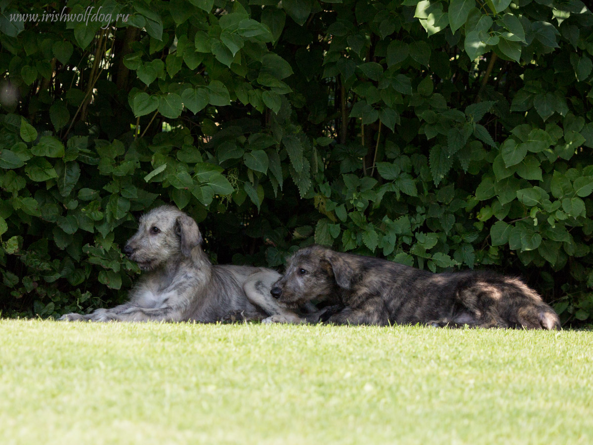 Irish Wolfhound. Kennel Tsarskaja Prihot