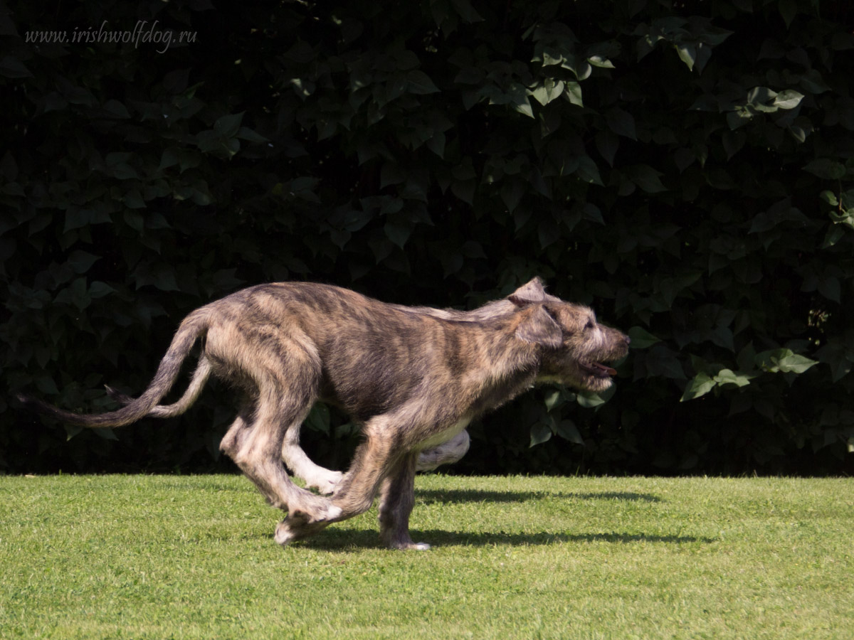 Irish Wolfhound. Kennel Tsarskaja Prihot