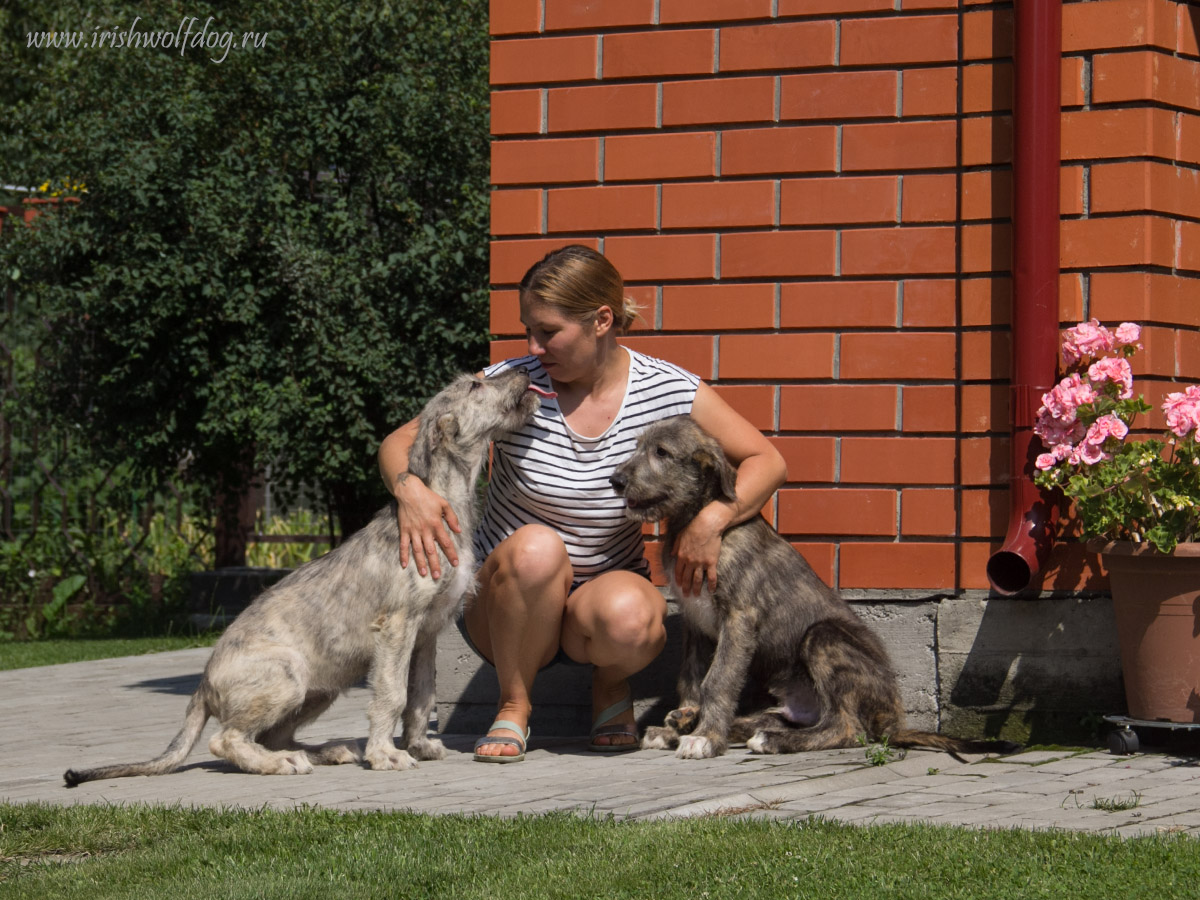 Irish Wolfhound. Kennel Tsarskaja Prihot