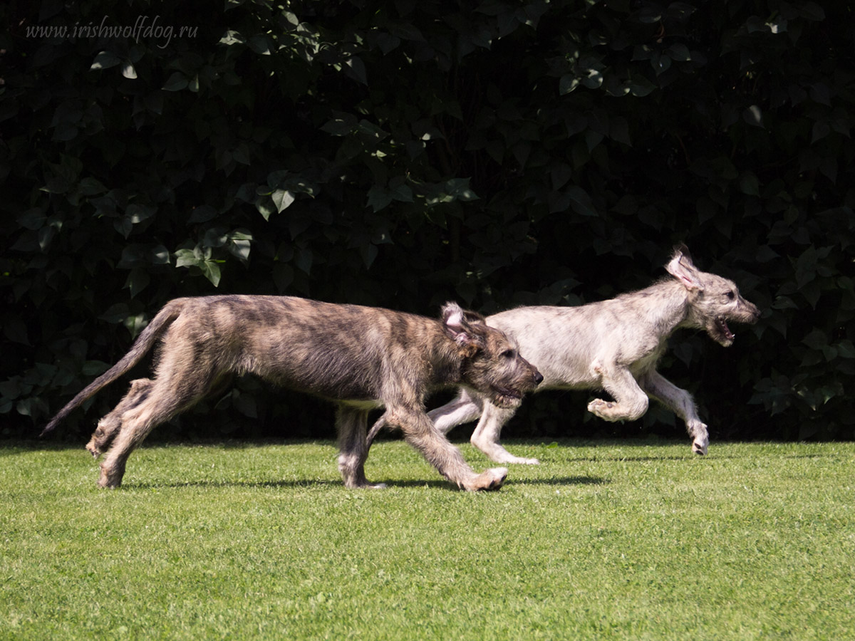 Irish Wolfhound. Kennel Tsarskaja Prihot