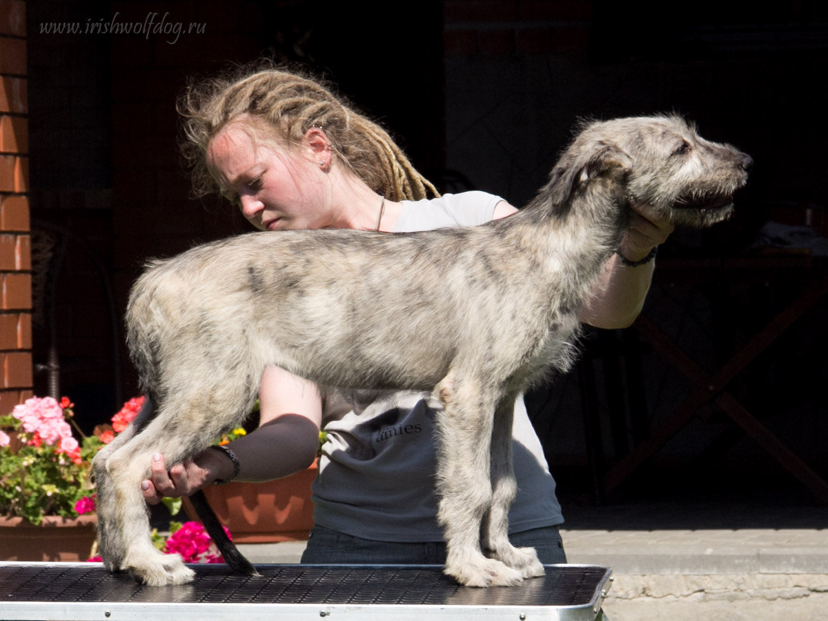 Irish Wolfhound. Kennel Tsarskaja Prihot