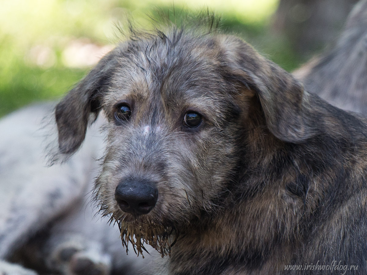 Irish Wolfhound. Kennel Tsarskaja Prihot