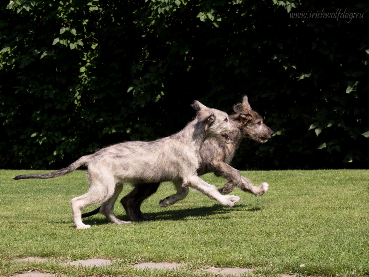 Irish Wolfhound. Kennel Tsarskaja Prihot