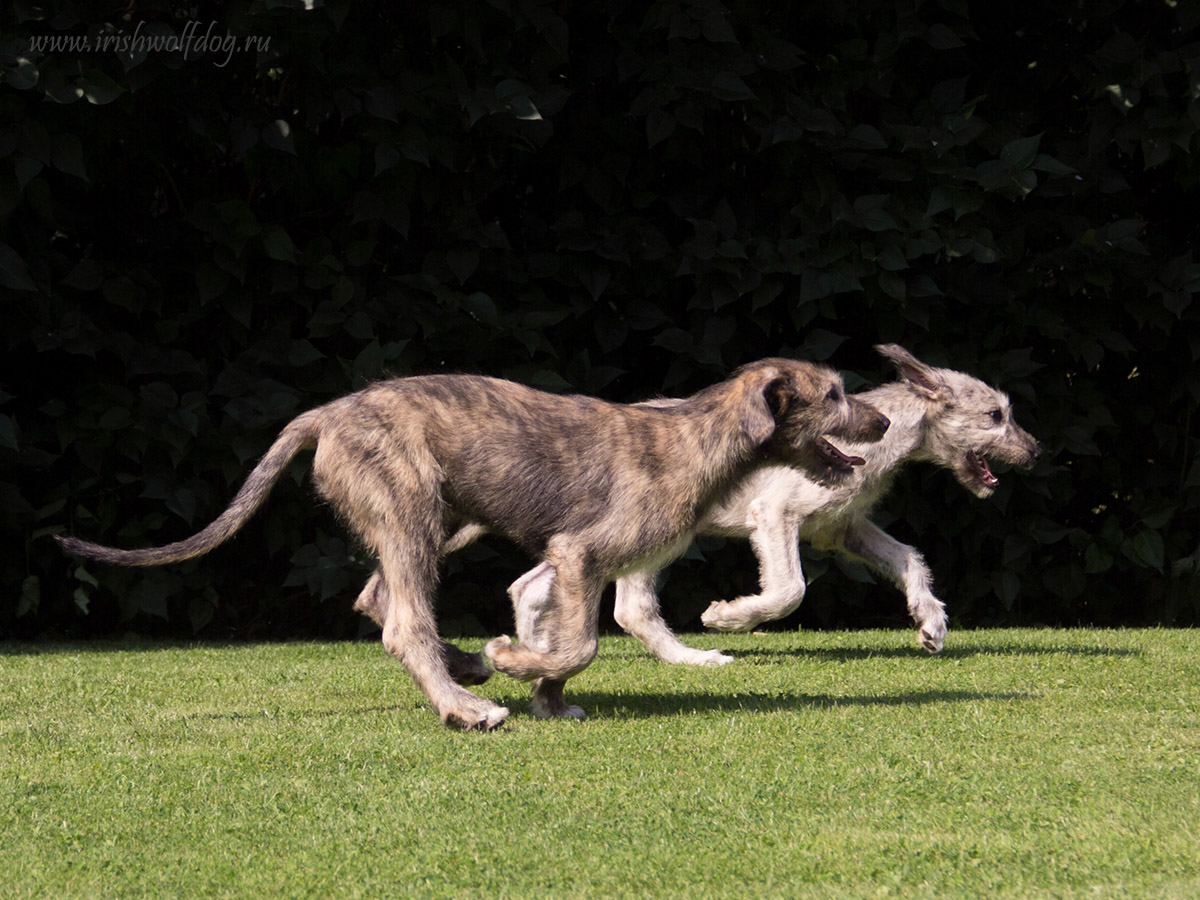 Irish Wolfhound. Kennel Tsarskaja Prihot