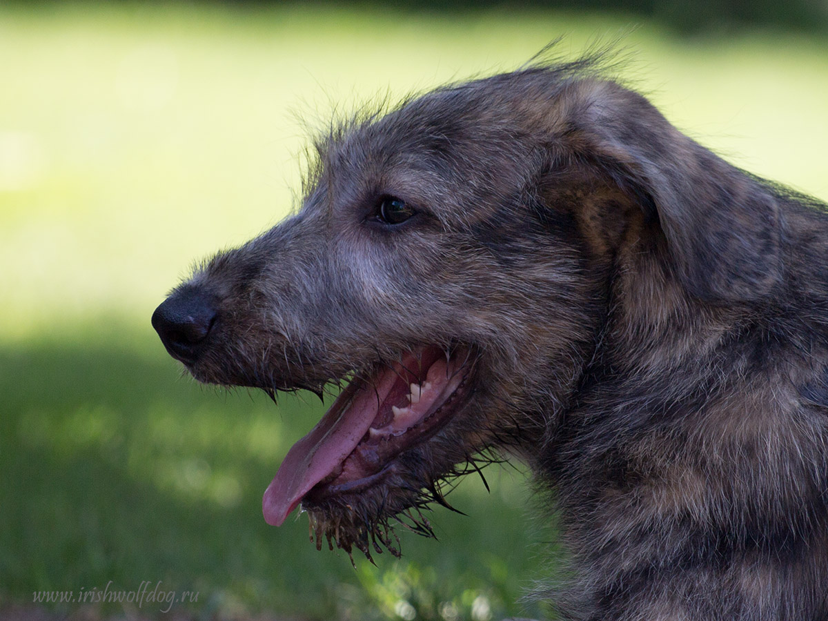 Irish Wolfhound. Kennel Tsarskaja Prihot