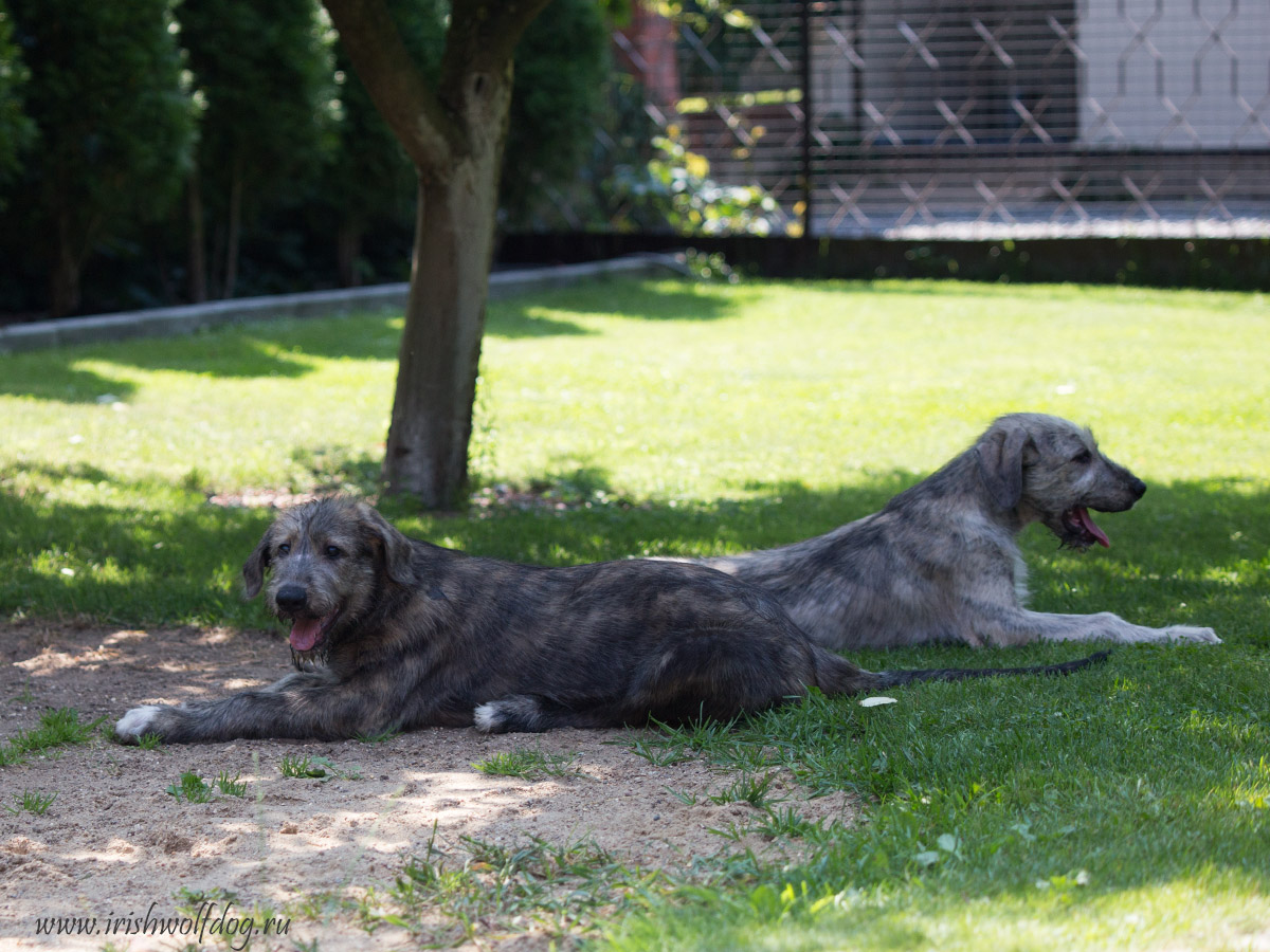 Irish Wolfhound. Kennel Tsarskaja Prihot