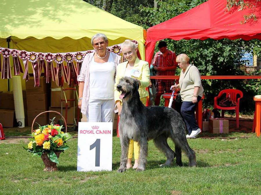 Irish Wolfhound. Kennel Tsarskaja Prihot