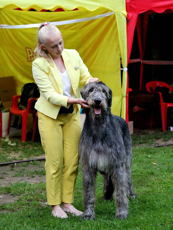 Irish Wolfhound. Kennel Tsarskaja Prihot