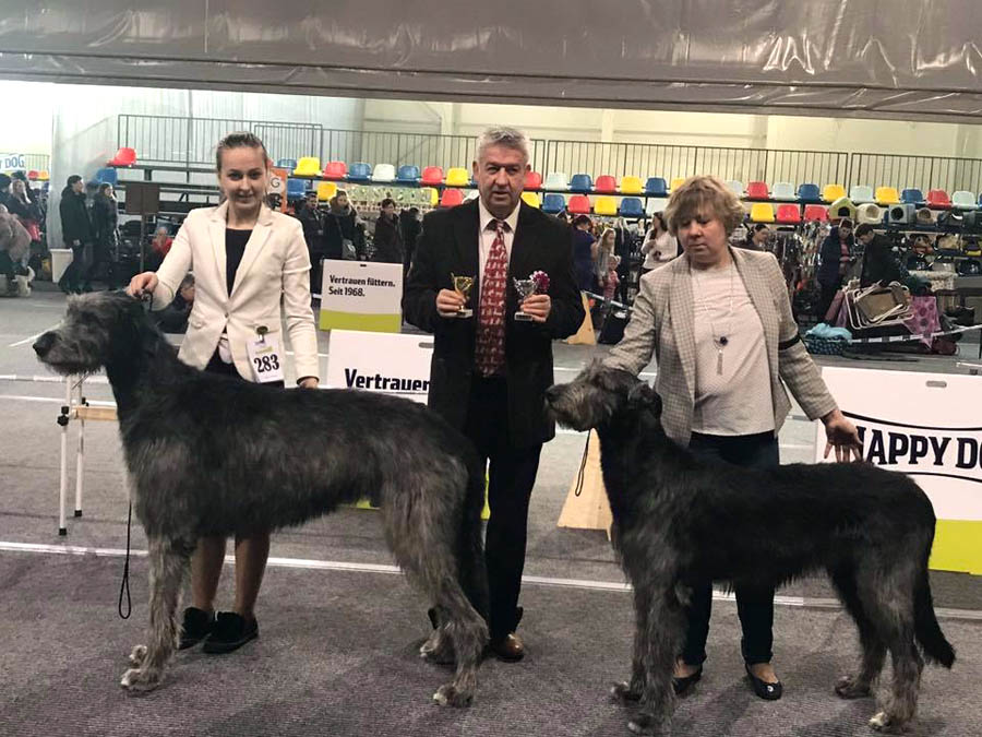 Irish Wolfhound. Kennel Tsarskaja Prihot