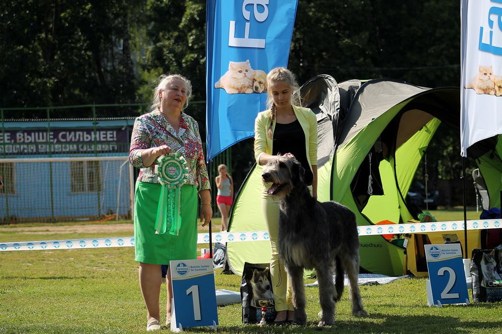 Irish Wolfhound. Kennel Tsarskaja Prihot