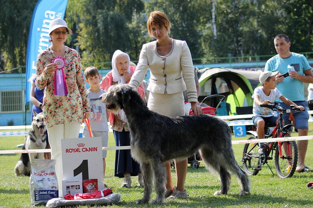 Irish Wolfhound. Kennel Tsarskaja Prihot