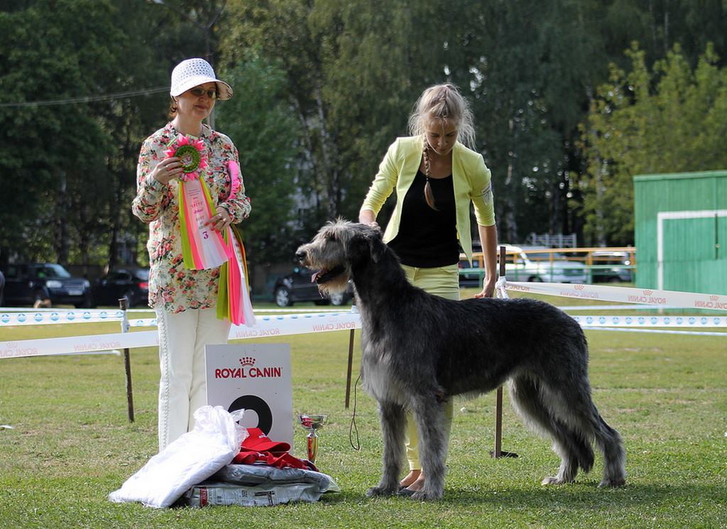 Irish Wolfhound. Kennel Tsarskaja Prihot