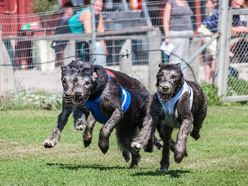 Irish Wolfhound. Kennel Tsarskaja Prihot