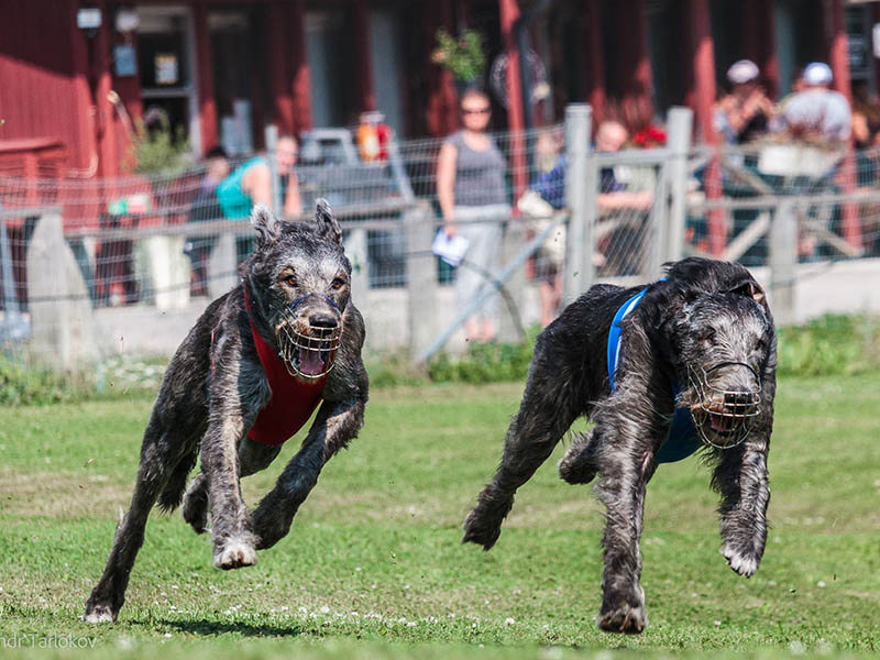 Irish Wolfhound. Kennel Tsarskaja Prihot