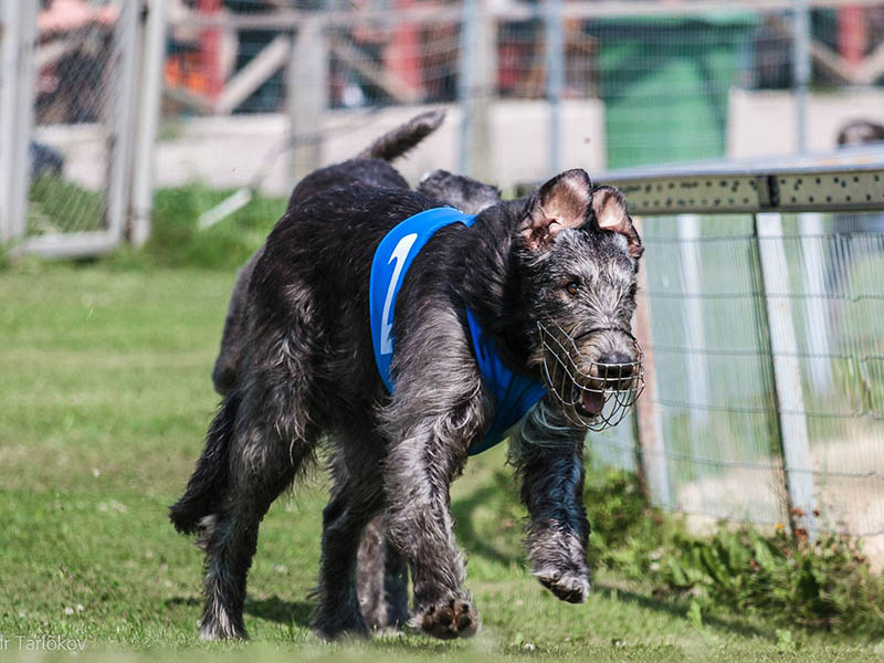 Irish Wolfhound. Kennel Tsarskaja Prihot