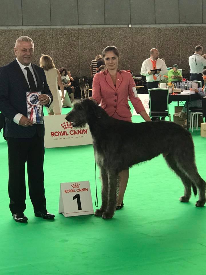 Irish Wolfhound. Kennel Tsarskaja Prihot