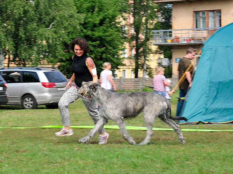 Irish Wolfhound. Kennel Tsarskaja Prihot