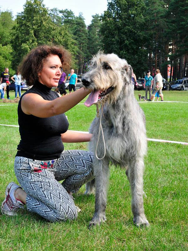 Irish Wolfhound. Kennel Tsarskaja Prihot