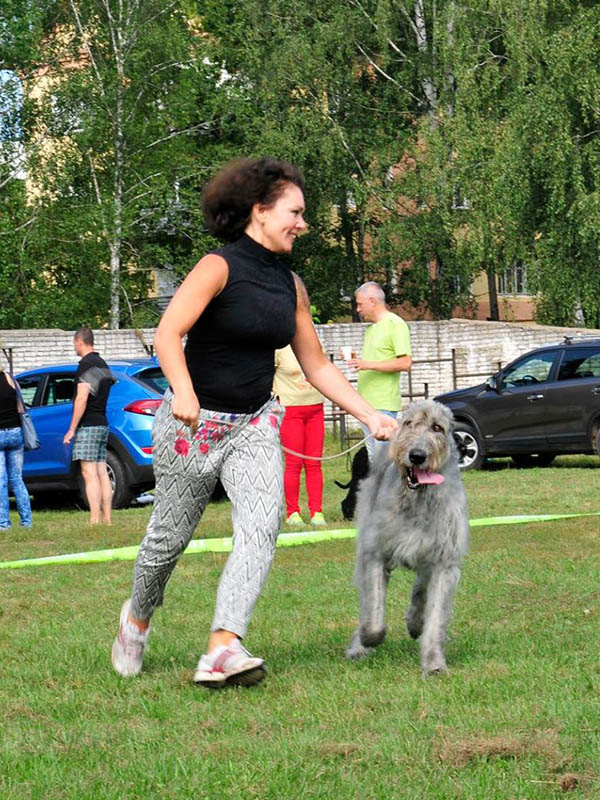 Irish Wolfhound. Kennel Tsarskaja Prihot