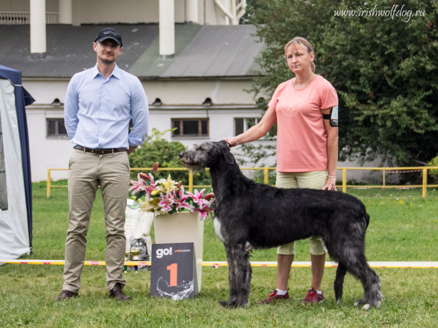 Irish Wolfhound. Kennel Tsarskaja Prihot