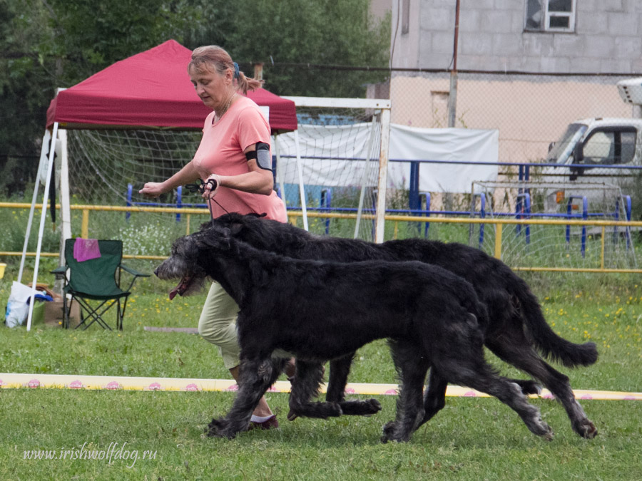 Irish Wolfhound. Kennel Tsarskaja Prihot