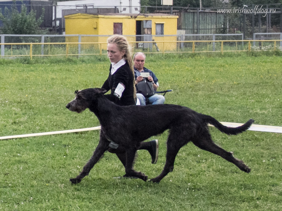 Irish Wolfhound. Kennel Tsarskaja Prihot