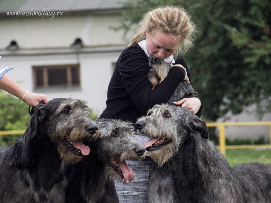 Irish Wolfhound. Kennel Tsarskaja Prihot